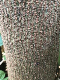 Archived bark sample labeled Acacia